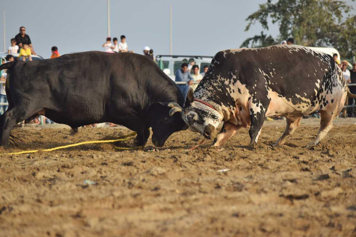 Bull Butting in Fujairah