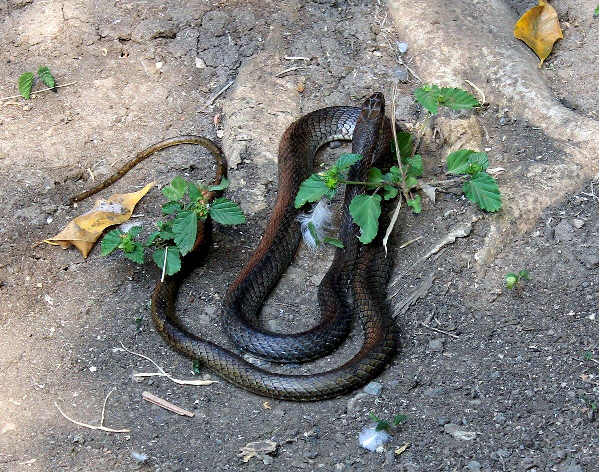 Meserani Snake Park