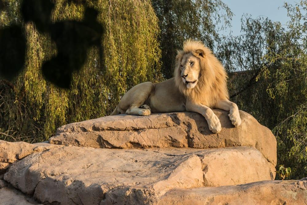 Al Ain Zoo (Temporarily Closed)