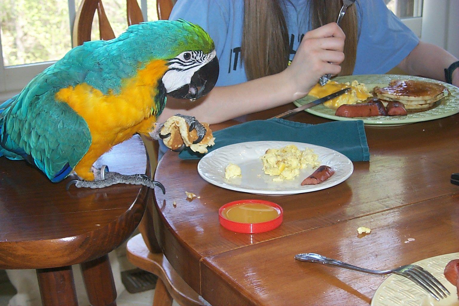 Breakfast With Parrots
