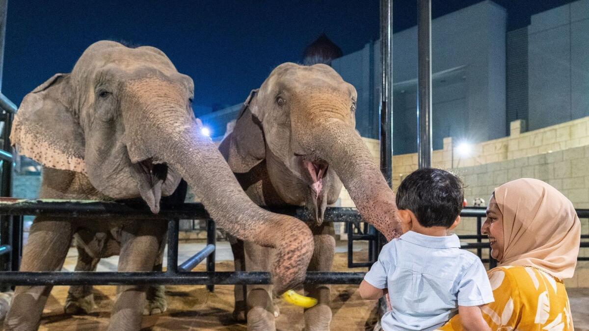 Dinner with Elephants