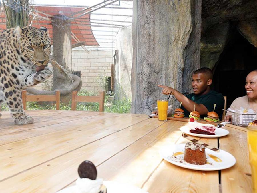 Dinner with Leopard