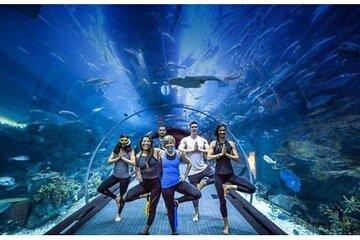 Combo Dubai Mall Aquarium + Skyview Observatory Tickets