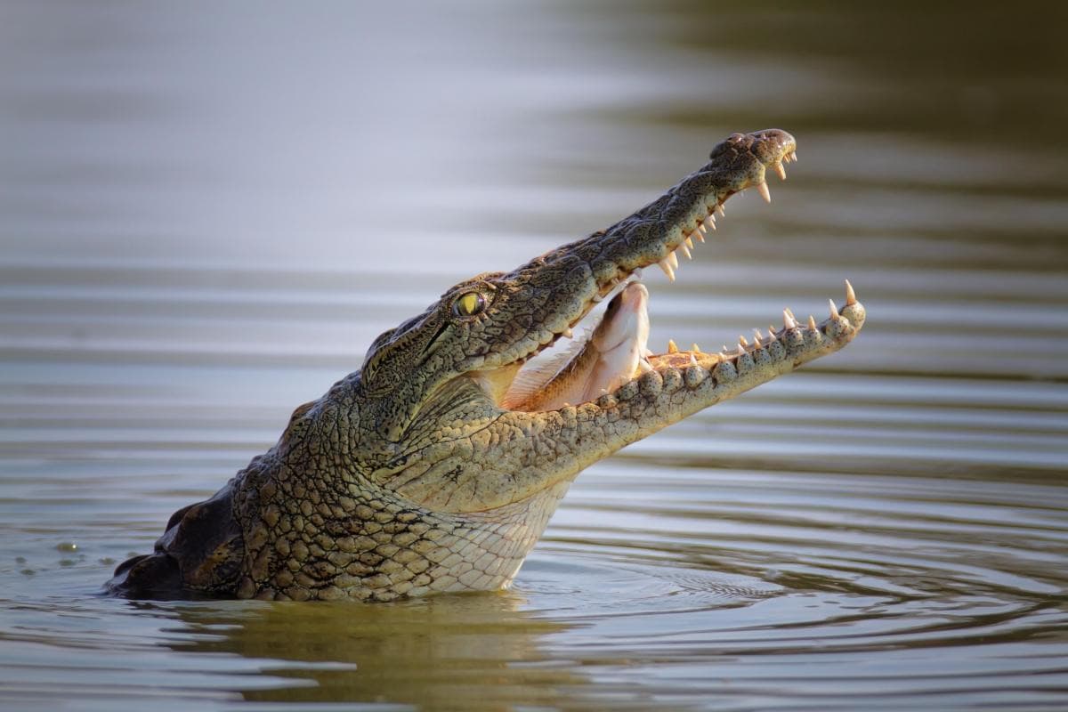 Crocodylus Park