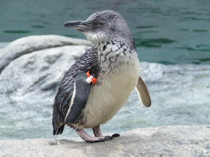 International Antarctic Centre