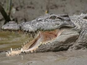 Whitsunday Crocodile Safari