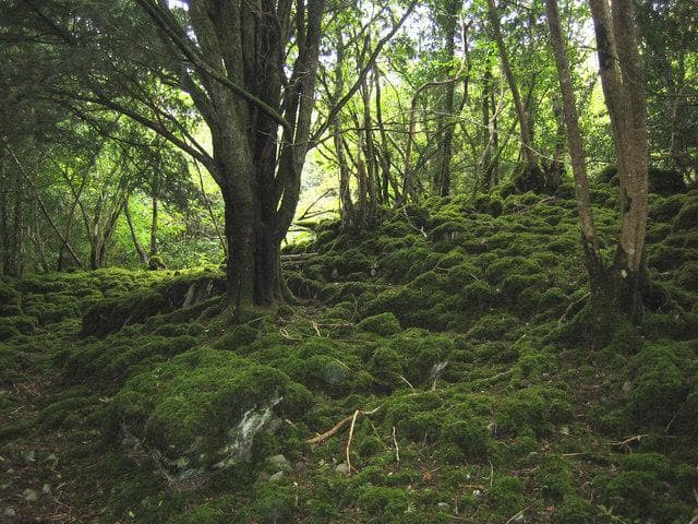 Killarney-Nationalpark