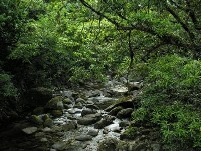 Mossman Gorge