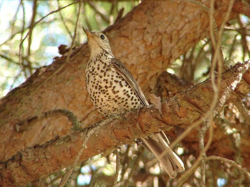 Naturpark Ria Formosa