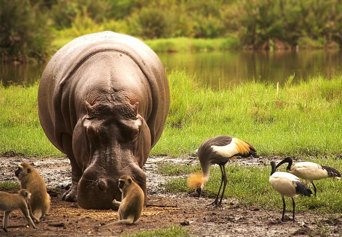 Tsavo National Park