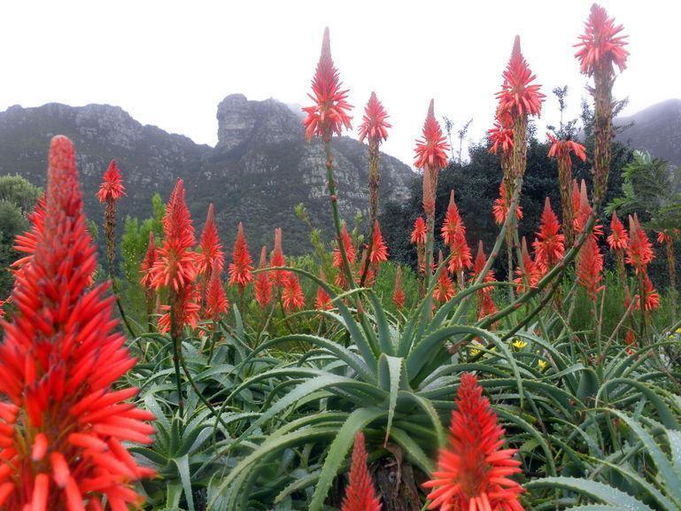 Kirstenbosch National Botanical Garden