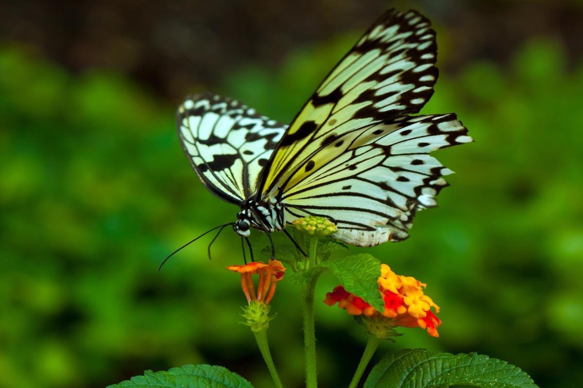 Butterfly Hill Samui