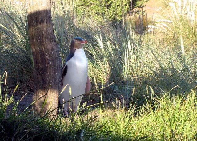 Pinguin-Platz