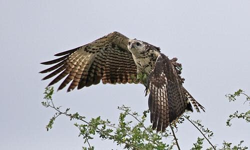 Crooked Tree Wildlife Sanctuary