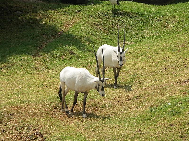 Johannesburg Zoo