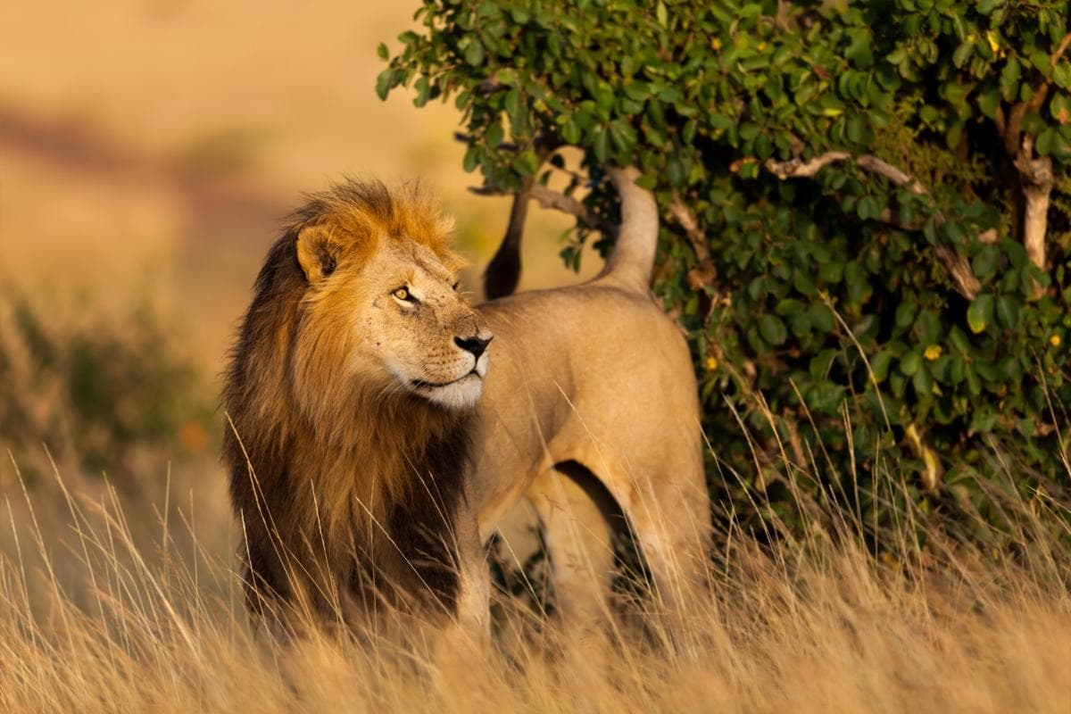 Masai Mara Nationalreservat (Maasai Mara Nationalpark)