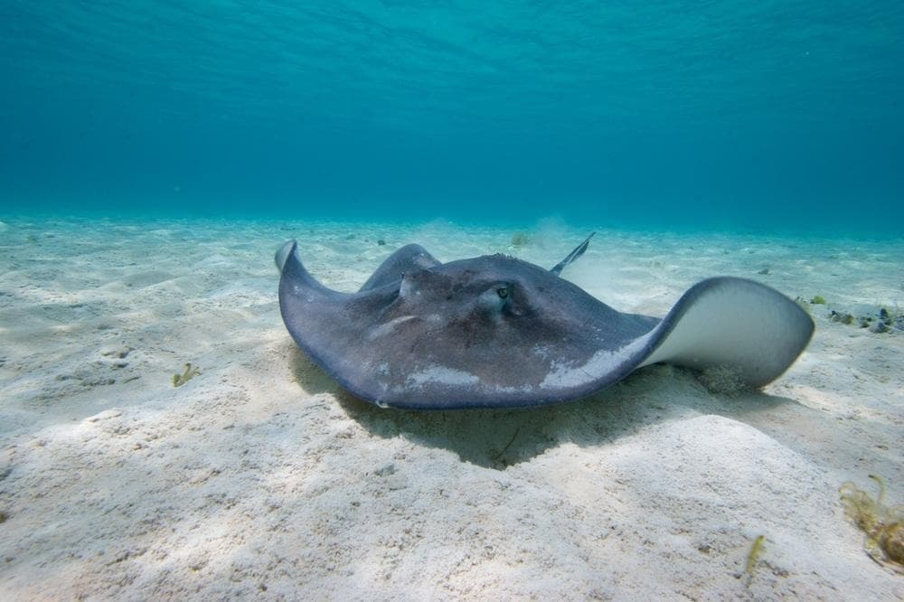 Meeresschutzgebiet Caye Caulker