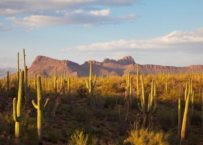 Sonoran Desert