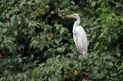 Dr. Salim Ali Bird Sanctuary