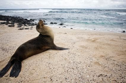 Santa Cruz Island (Isla Santa Cruz)