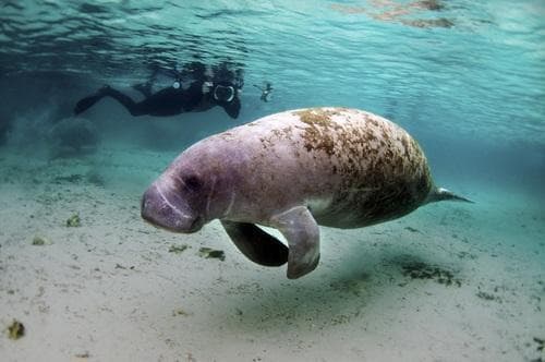 Bacalar Chico National Park & Marine Reserve (BCNPMR)