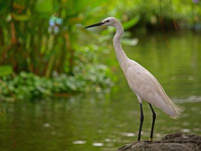 Kota Kinabalu Wetland Centre