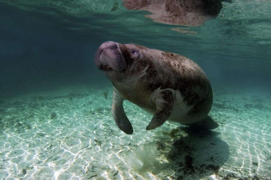 Manatee Park