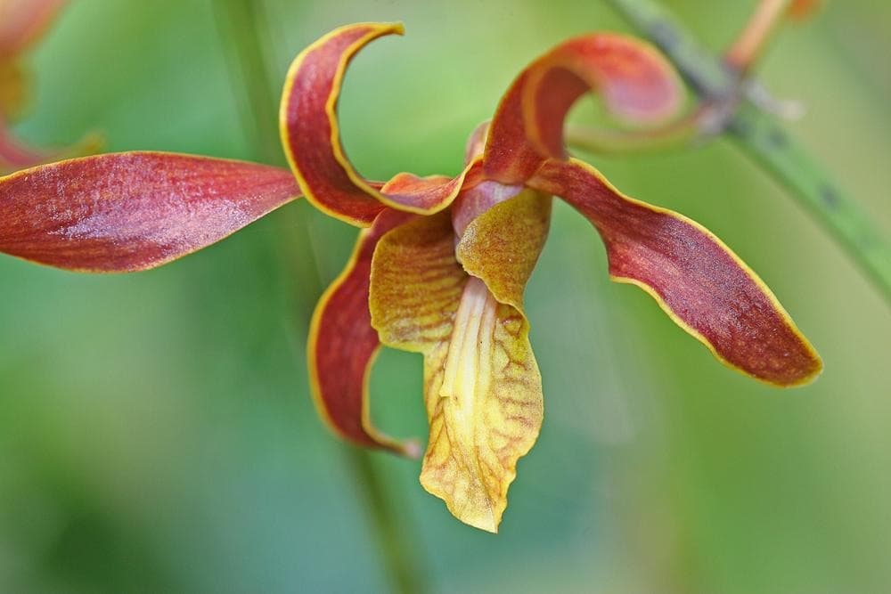 Botanischer Garten und Naturpfade von Carambola