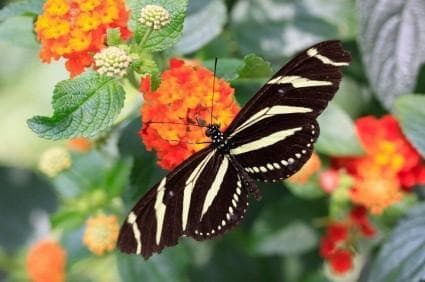 Roatán Butterfly Garden