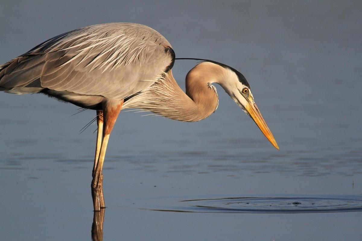 J.N. Ding Darling National Wildlife Refuge