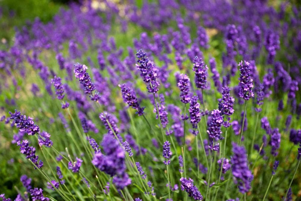 Ashcombe Maze & Lavender Gardens