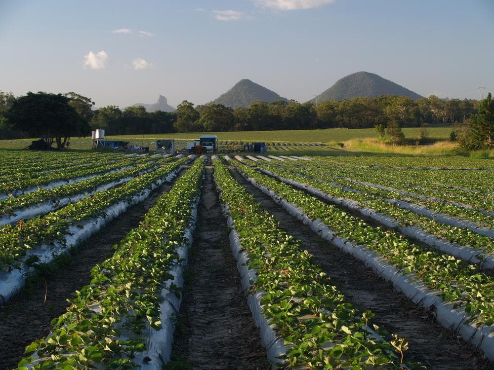 Sunny Ridge Strawberry Farm