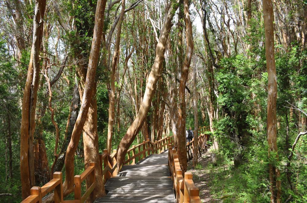 Arrayanes Forest (Bosque de Arrayanes)