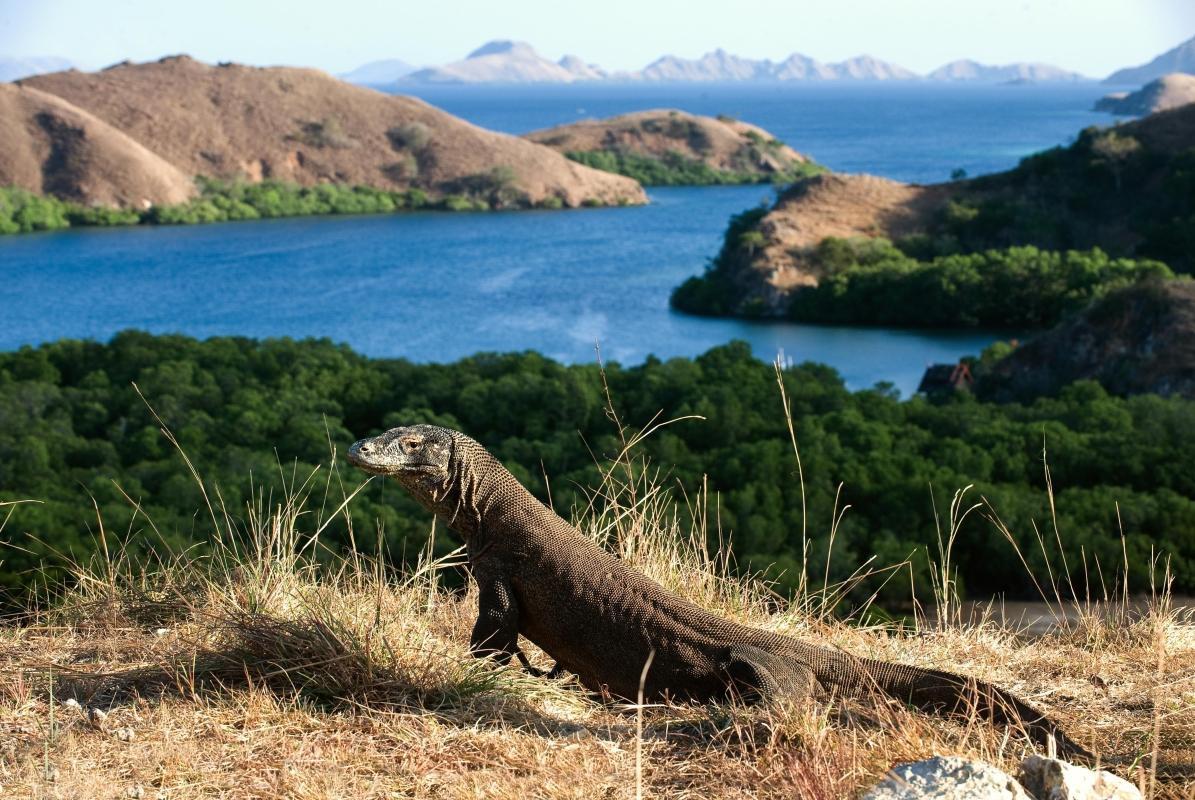 Komodo National Park (Taman Nasional Komodo)