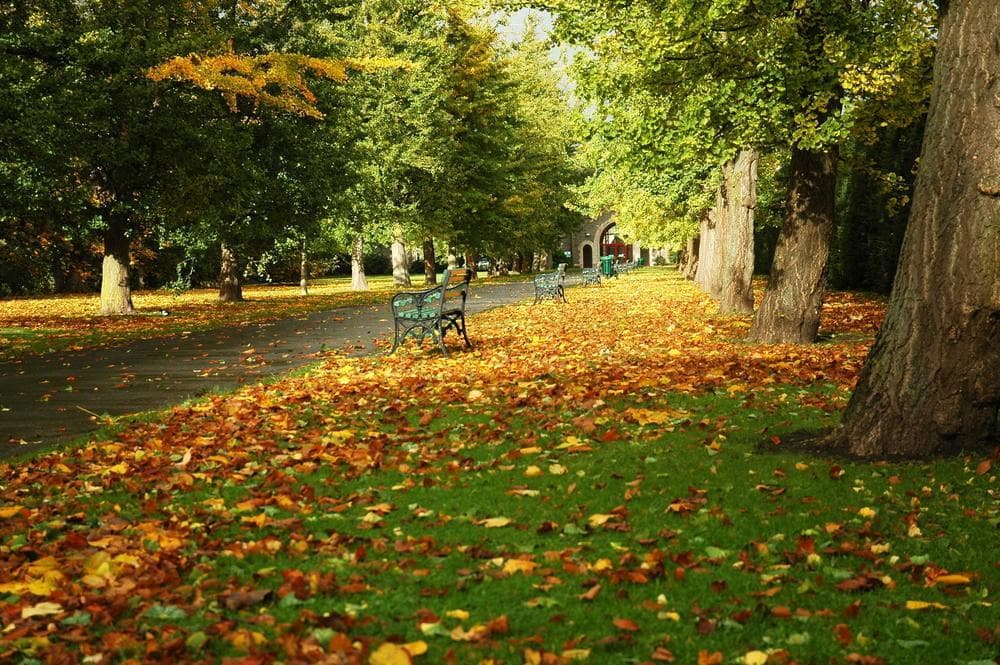 Bute Park and Arboretum