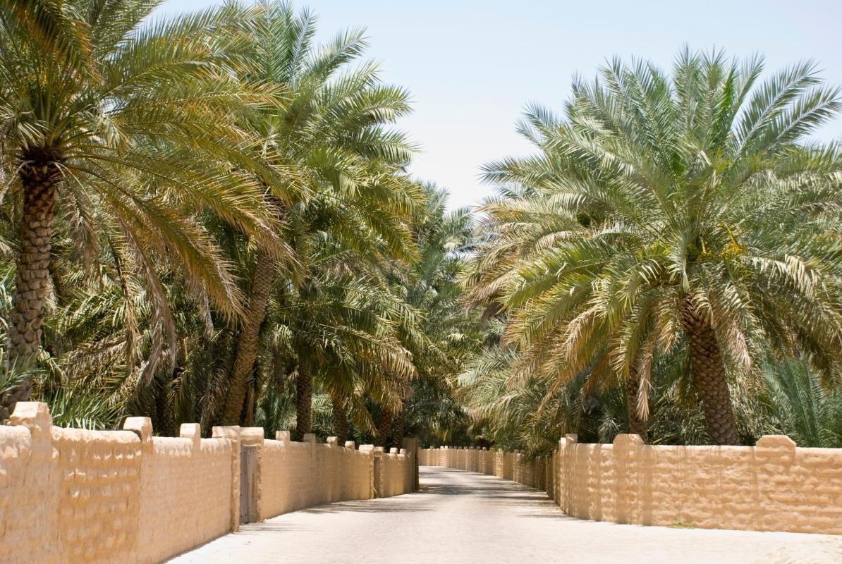 Al Ain Oasis