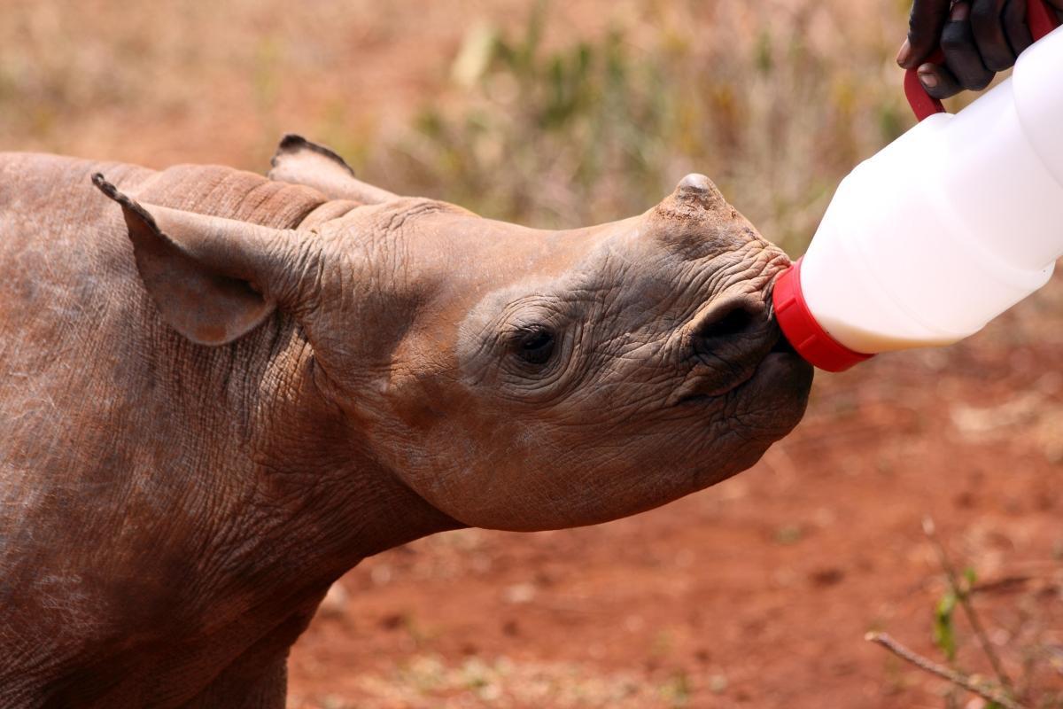 Moholoholo Wildlife Rehabilitation Centre