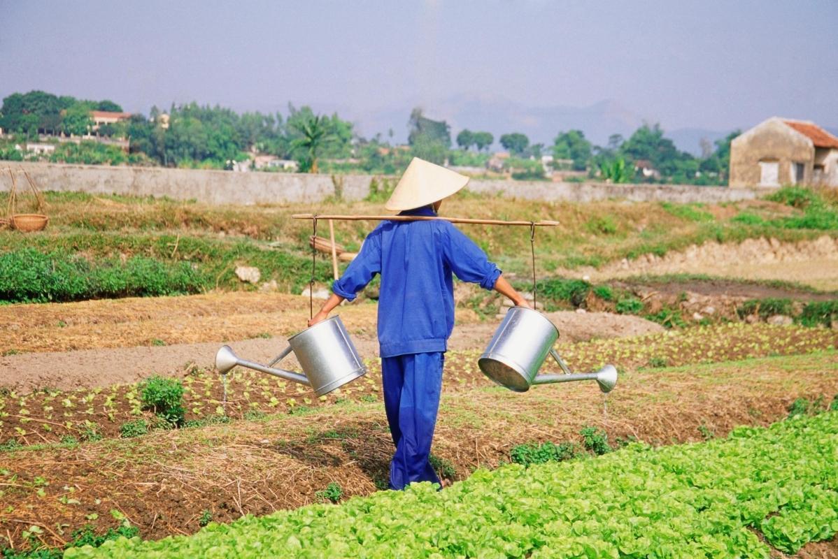 Tra Que Vegetable Village