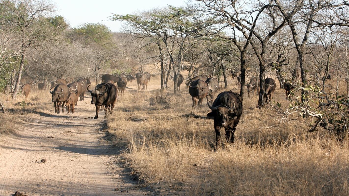 Thornybush Game Reserve