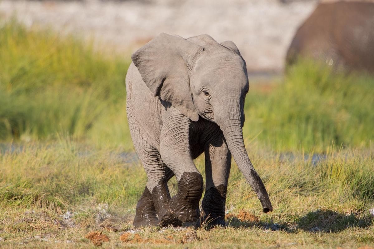 Sheldrick Wildlife Trust