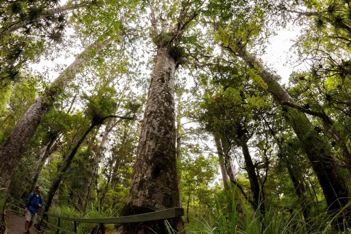 Puketi Forest (Puketi Kauri Forest)