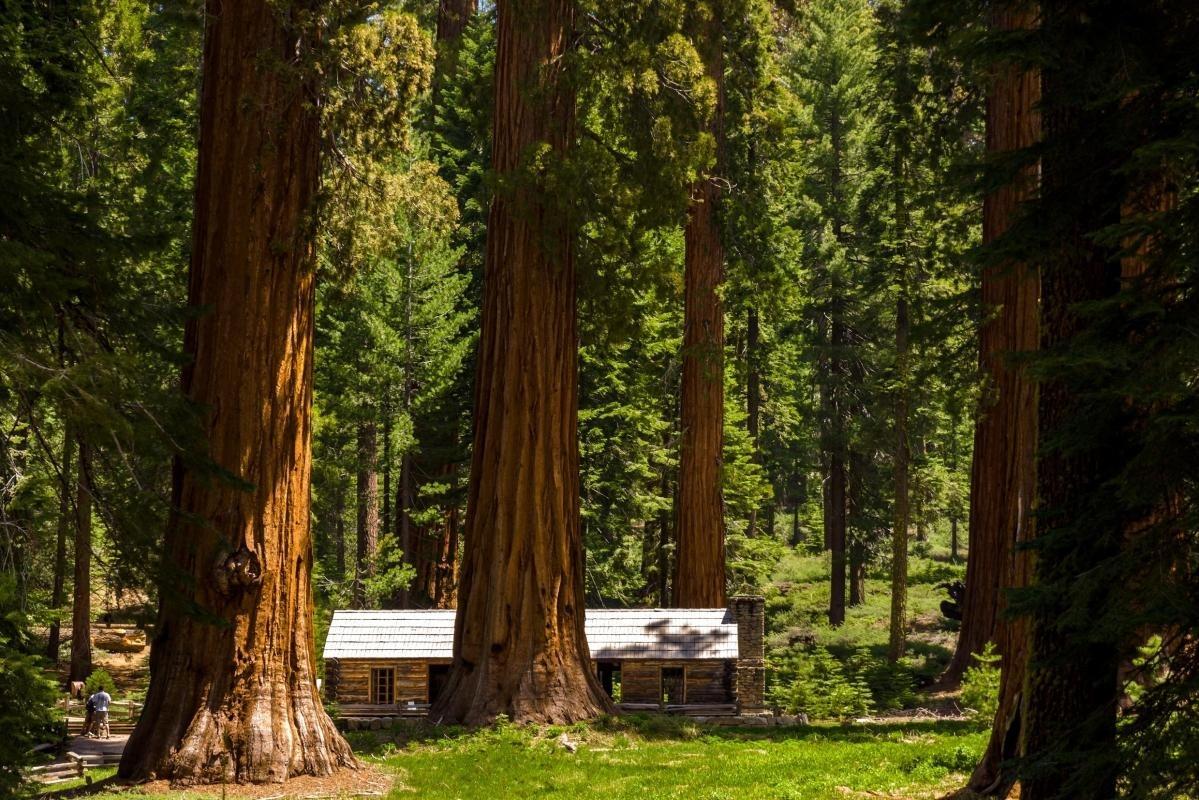 Mariposa Grove of Giant Sequoias