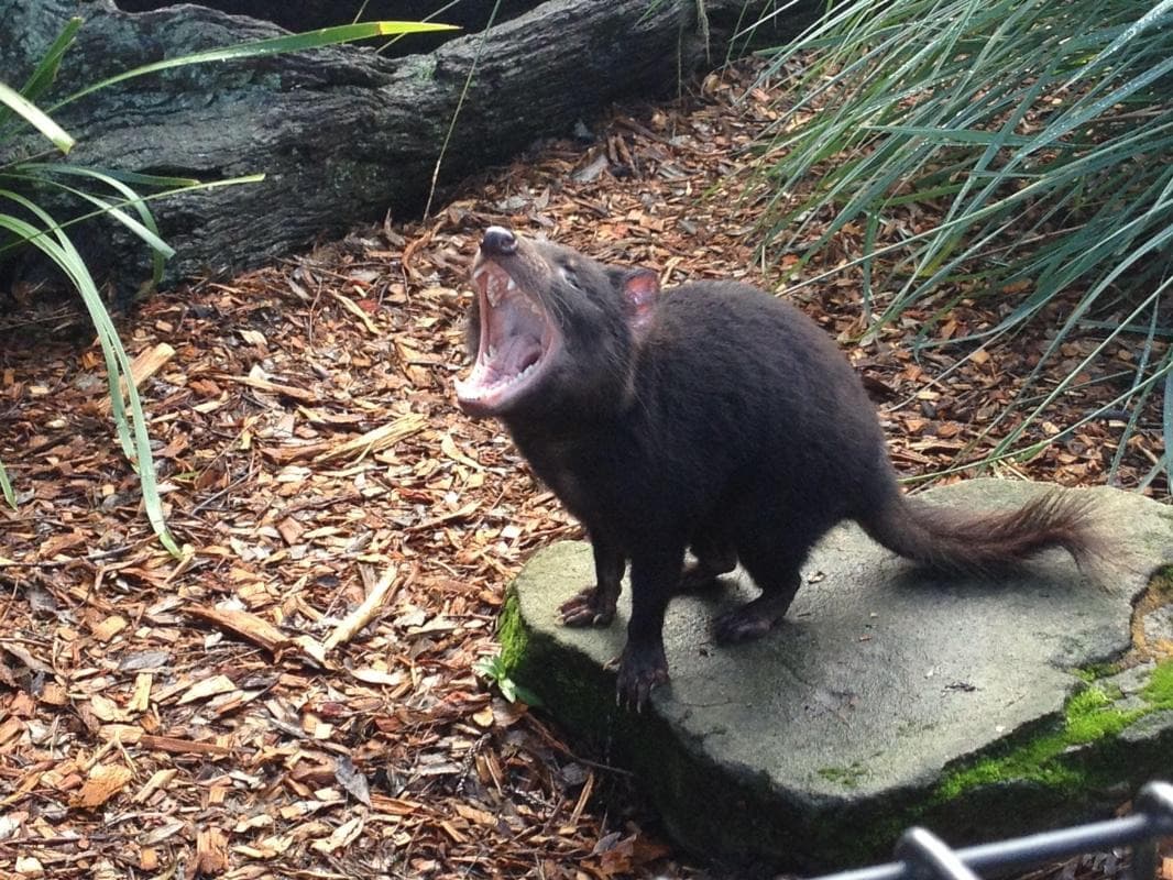 Bonorong Wildlife Sanctuary