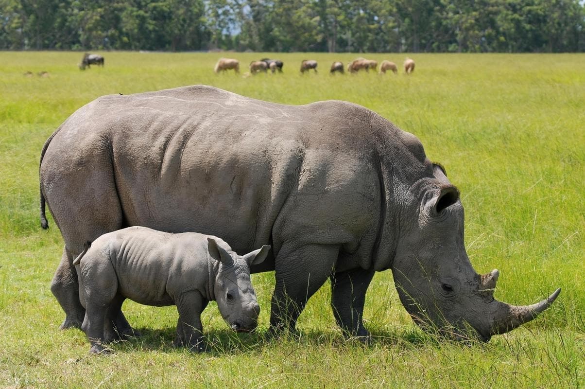 Nairobi-Nationalpark