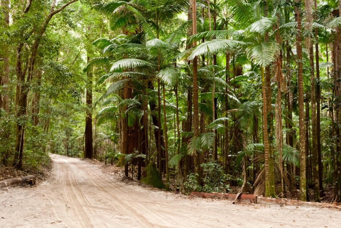 Центральная станция Rainforest