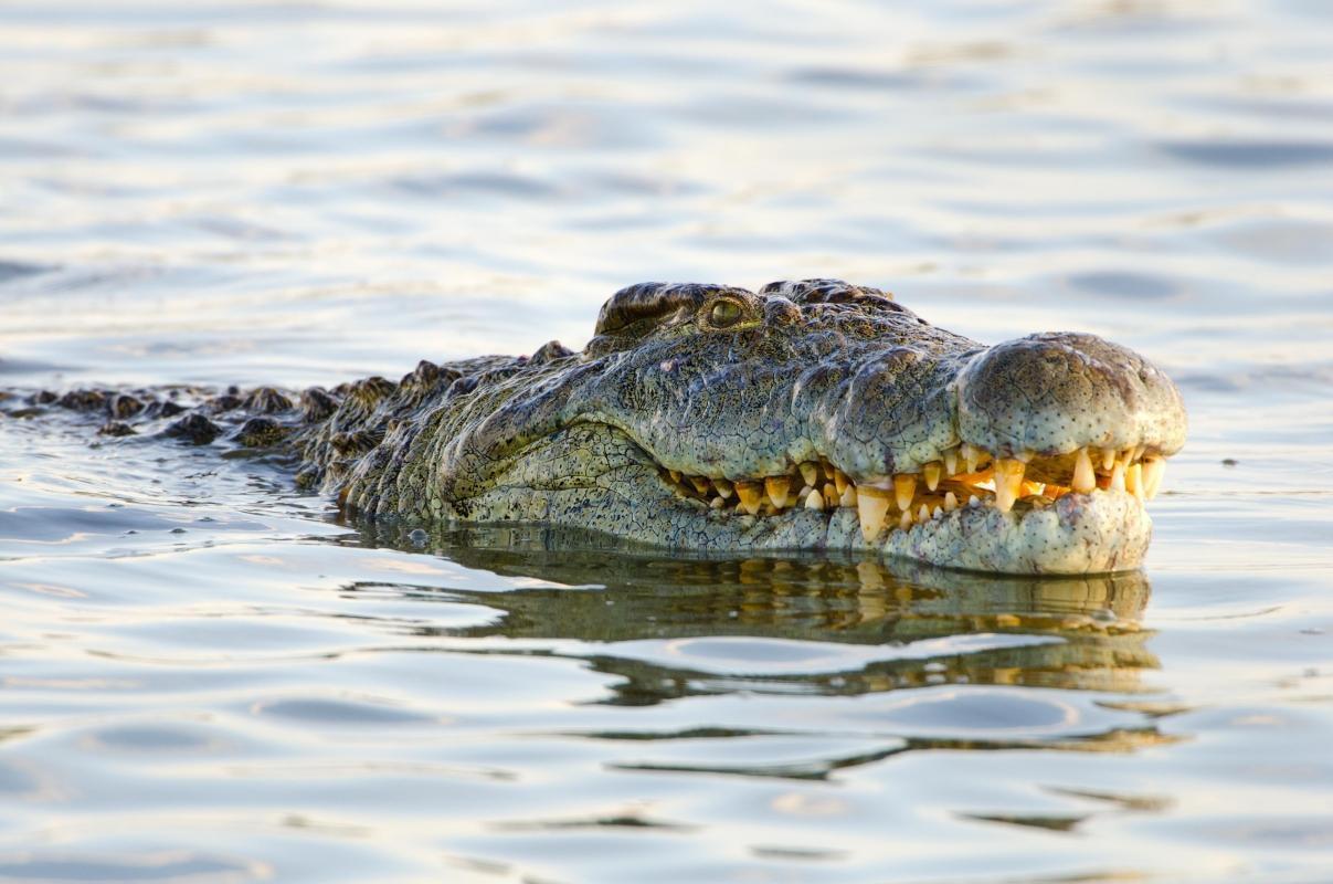 Victoria Falls Crocodile Farm