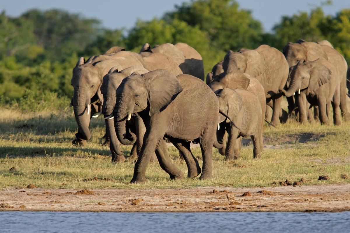 Hwange National Park