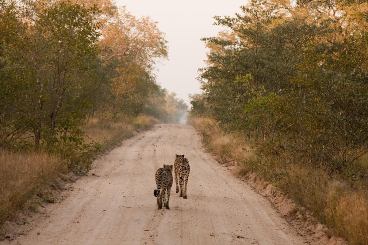 Sabi Sands Game Reserve