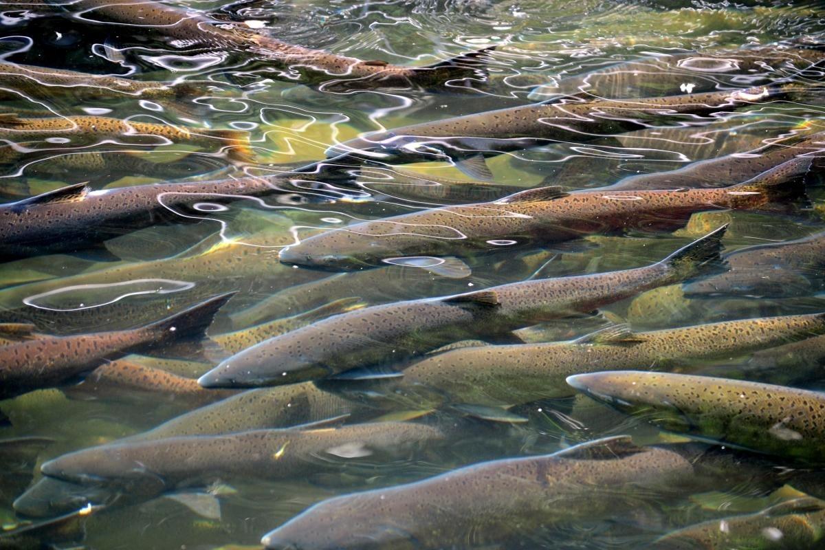 Whitehorse Fish Ladder and Hatchery