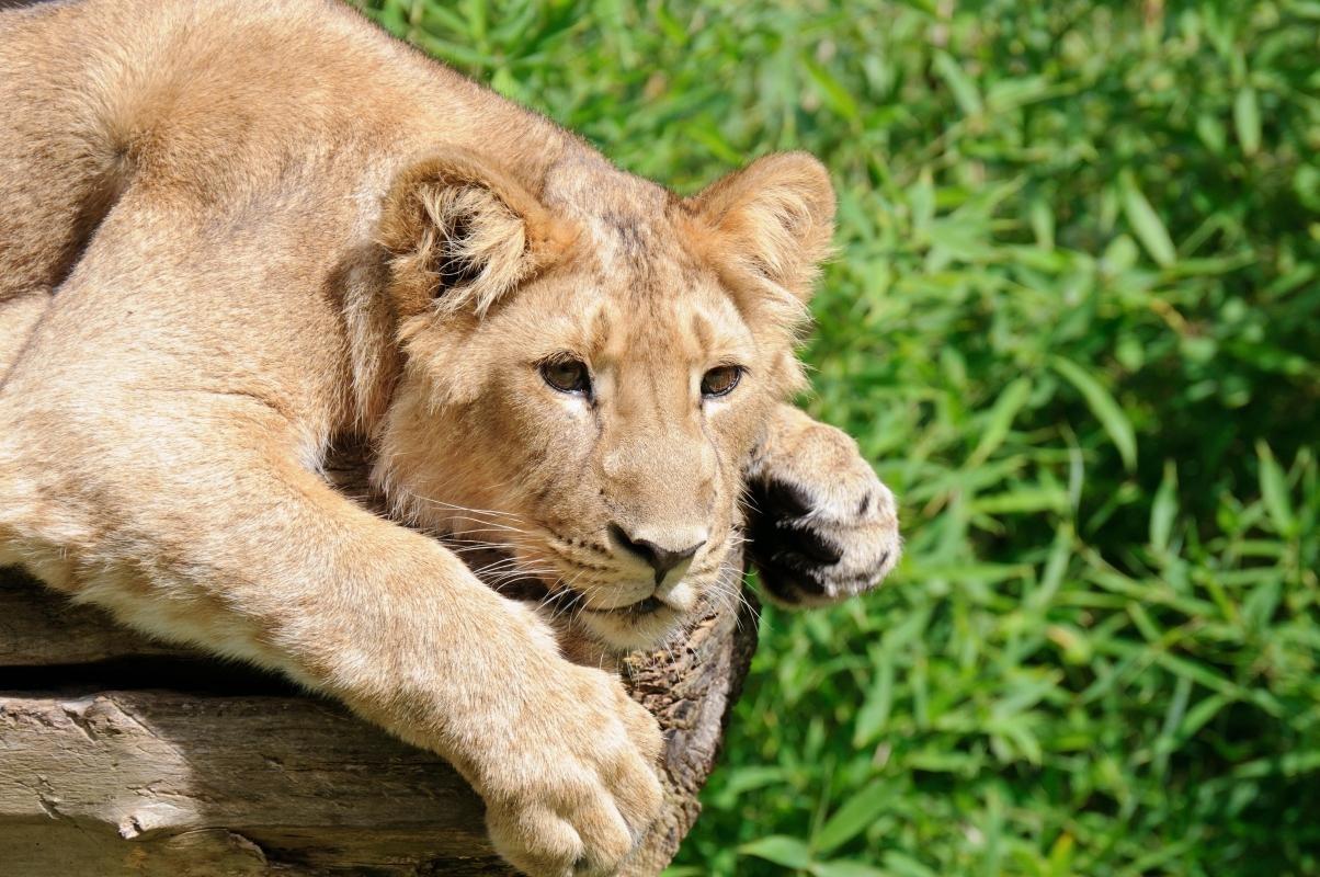 Rotterdam Zoo (Diergaarde Blijdorp)